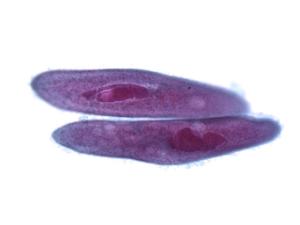 <i>Paramecium</i> multimicronucleatum Slide