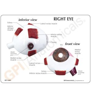 GPI Anatomicals® Eye Model