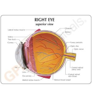 GPI Anatomicals® Eye Model