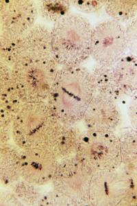 Chromosome Study Slides