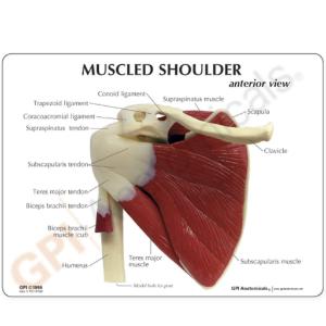 GPI Anatomicals® Muscled Joint Models