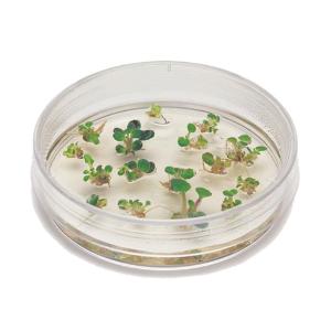 Plant tissue culture