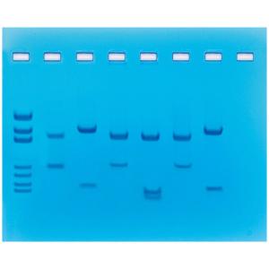 Fingerprinting Analysis