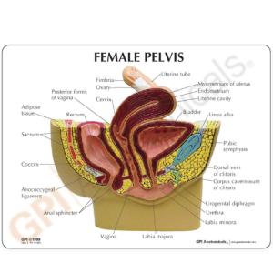 GPI Anatomicals® Basic Pelvic Models