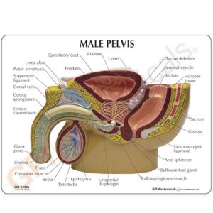 GPI Anatomicals® Basic Pelvic Models