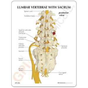 GPI Anatomicals® Flexible Lumbar Vertebrae Model