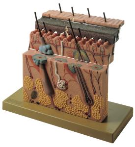 Somso® Skin Model, Four-Part, Hinged