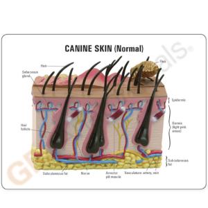 GPI Anatomicals® Canine Skin Model