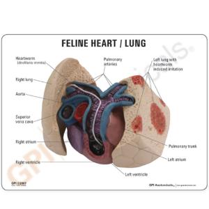 GPI Anatomicals® Feline Heart and Lung Model