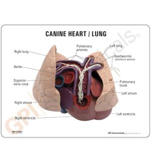 GPI Anatomicals® Canine Heart/Lung Model