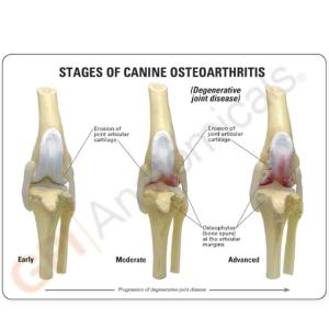 GPI Anatomicals® Canine 4-Stage Knee Model