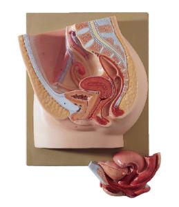 Somso® Comprehensive Female Pelvis Model