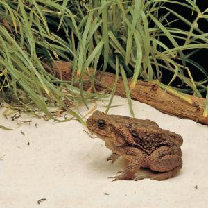 Ward's® Giant Toad (<i>Bufo marinus</i>)