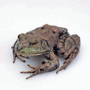 Ward's® Live Bullfrogs (<i>Rana catesbeiana</i>)