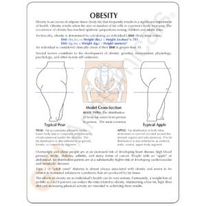 GPI Anatomicals® Obesity Model