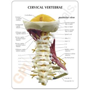 GPI Anatomicals® Muscled Cervical Spine Model