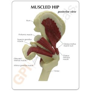 GPI Anatomicals® Muscled Joint Models