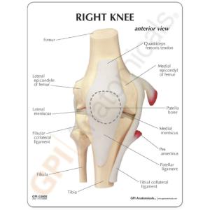 GPI Anatomicals® Basic Knee Model