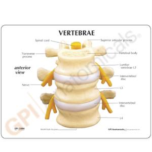 GPI Anatomicals® Basic Vertebrae Model