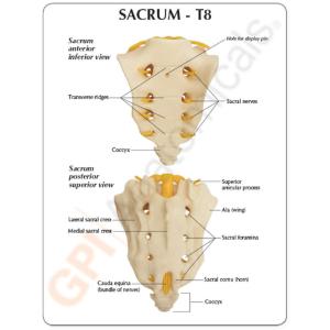 GPI Anatomicals® Sacrum T8 Spine Model