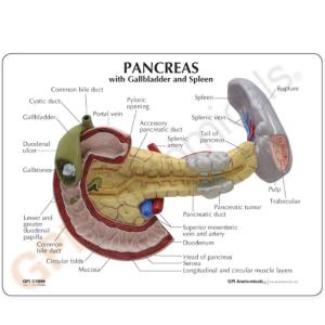 GPI Anatomicals® Pancreas Model