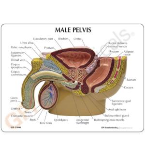 GPI Anatomicals® Male Pelvis with Prostate Model