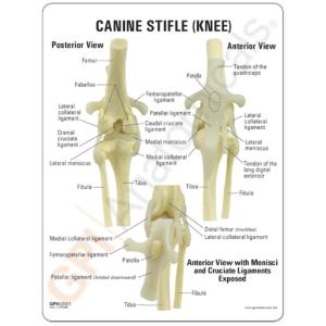 GPI Anatomicals® Canine Knee