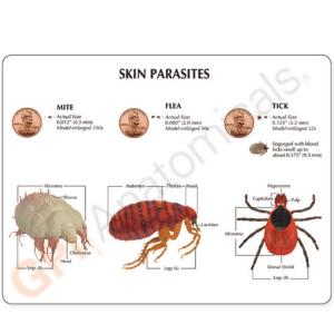 GPI Anatomicals® Skin Parasites