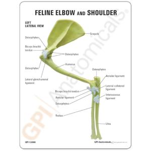 GPI Anatomicals® Feline Elbow / Shoulder