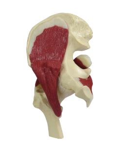 GPI Anatomicals® Mini Joint Set Model, Muscled