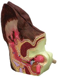 GPI Anatomicals® Canine Ear Model