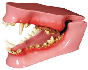 GPI Anatomicals® Canine Jaw Model