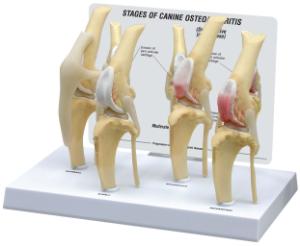 GPI Anatomicals® Canine 4-Stage Knee Model