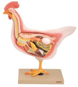 Hen Model