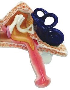 GPI Anatomicals® Child Ear Model