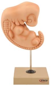 Eisco® Human Embryo Model