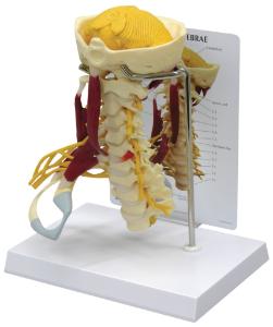 GPI Anatomicals® Muscled Cervical Spine Model