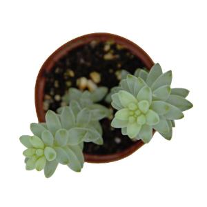 Sedum