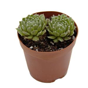 Sempervivum