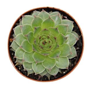 Sempervivum