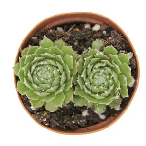 Sempervivum