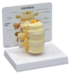 GPI Anatomicals® Basic Vertebrae Model