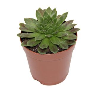 Sempervivum