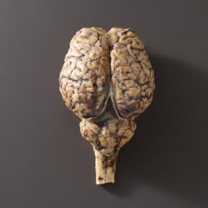 Preserved Horse Brain