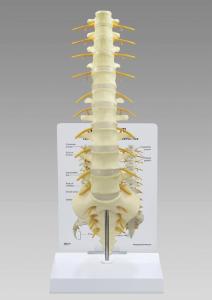 GPI Anatomicals® Sacrum T8 Spine Model