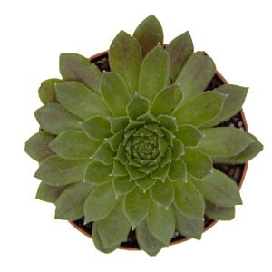 Sempervivum