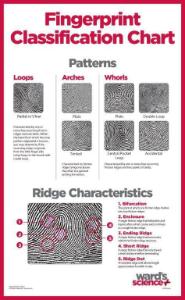 WARD’S Fingerprint Classification Chart