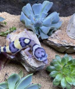 Leopard gecko with Sempervivum