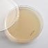 Yeast, Genetic (YED) Agar Plates