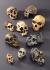 Bone Clones® Hominids Skull Series